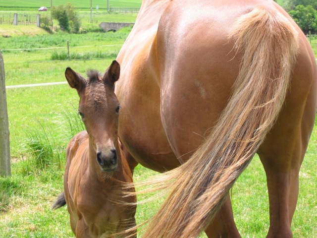 and Razzia with her mam