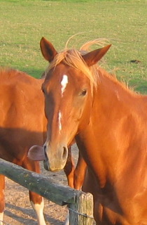 my horses Edea and Razzia